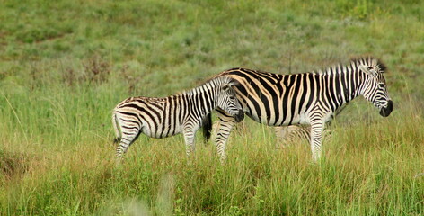 zebra in the grass