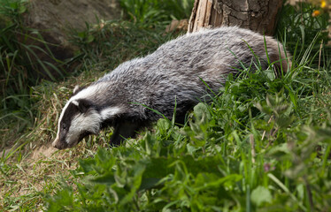 Eurasian Badger (Meles meles) trotting through the woods © Richard Hadfield