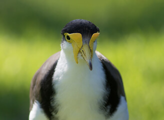 Masked Lapwing (Vanellus miles)