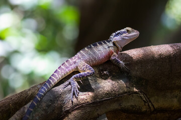 Naklejka premium Wild Australian Water Dragon (Intellagama lesueurii) Full Length Taken near Newcastle in New South Wales