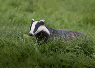 Eurasian Badger (Meles meles) in Long Grass