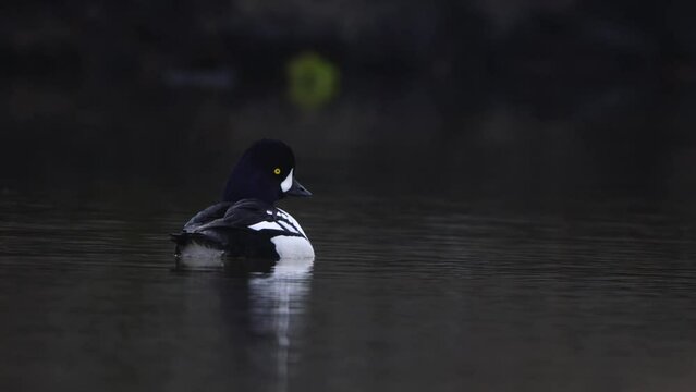 Male Barrows Goldeneye swimming. Bucephala islandica on Laxa river in Northern Iceland