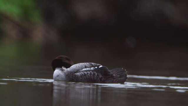 Female Barrows Goldeye on Laxa river in Iceland. Bucephala islandica swimming