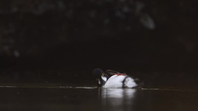 Male Barrows Goldeneye swimming. Bucephala islandica on Laxa river in Northern Iceland