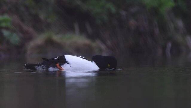 Male Barrows Goldeneye swimming. Bucephala islandica on Laxa river in Northern Iceland
