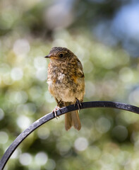 Juvenile European Robin (Erithacus rubecula) Perched on a Garden Feeder