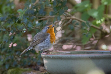 Juvenile European Robin (Erithacus rubecula) Drinking in a Garden