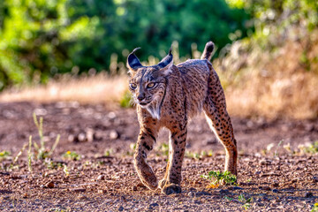 Iberian Lynx watching in Castilla La Mancha, Spain.