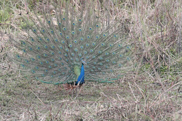 Indian peafowl