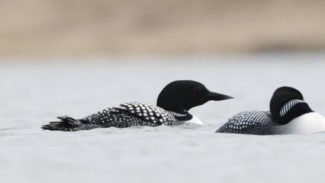 Great Northern Diver Gavia immer swimming. Common loon on lake Myvatn in Iceland close up