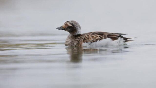 Female Long-tailed duck (Clangula hyemalis) swimming on a bay of Lake Myvatn in Iceland. Bird on the breeding grounds, close up on white background