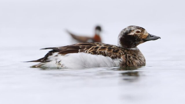 Female Long-tailed duck (Clangula hyemalis) swimming on a bay of Lake Myvatn in Iceland. Bird on the breeding grounds, close up on white background