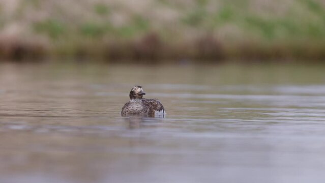 Female Long-tailed duck (Clangula hyemalis) swimming on a bay of Lake Myvatn in Iceland. Bird on the breeding grounds, close up on white background
