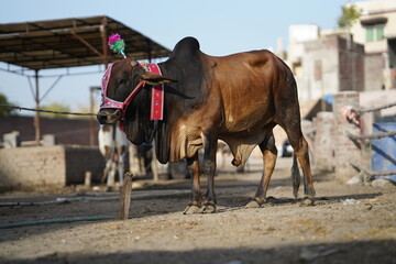 Beautiful cow is standing for sale in the market for the sacrifice feast of Eid 2022