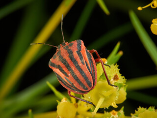 Semipunctated Shield Bug. Graphosoma semipunctatum