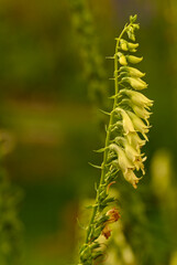 Close-up of digitalis lutea, Belgium