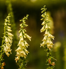 Close-up of digitalis lutea, Belgium