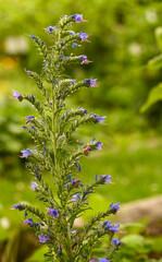 Beautiful close-up of echium vulgare