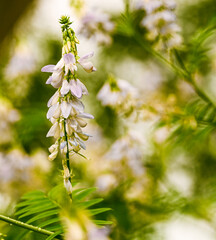 Close-up of astragalus glycyphyllos flower, Belgium