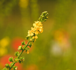 Close-up of agrimonia eupatoria, Belgium