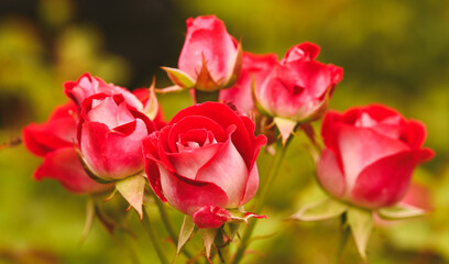 Naklejka na ściany i meble Beautiful close-up of a rose garden