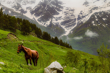 Horse on an alpine meadow. Rural pasture. Mountain landscape. Elbrus region. Spring rainy weather