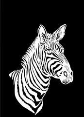 Obraz premium Vector portrait of zebra looking right isolated on black, graphical element