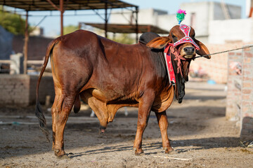 Beautiful cow is standing for sale in the market for the sacrifice feast of Eid 2022