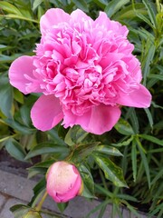 nature, flowers, plants, sky, landscape, flora