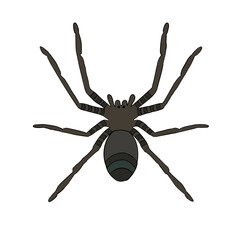 Close-up cartoon arachnid spider insect hand drawn isolated on a white background. Flat design. Vector illustration