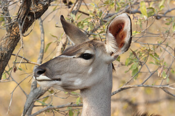 Kudu cow in the Kruger National Park, South Africa