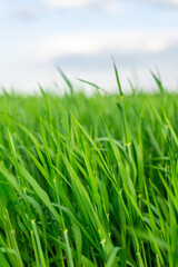 Fototapeta na wymiar A field with green juicy grass