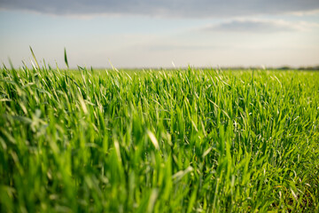 A field with green juicy grass