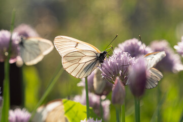 Butterfly Aporia crataegi on flowers of chives