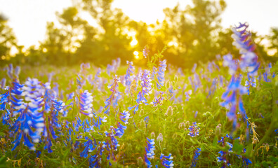 summer forest glade with flowers at the sunset, beautiful evening countryside scene © Yuriy Kulik