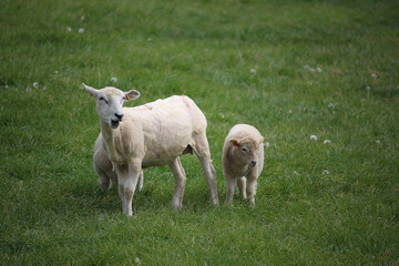 Obraz premium Livestock under the cool early spring sun in the fields of Hertfordshire in southeast england