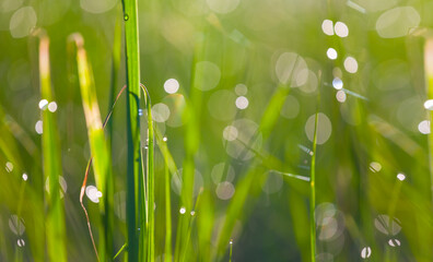 closeup green grass in prairie, natural outdoor background