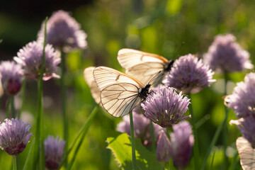 Butterfly Aporia crataegi on flowers of chives