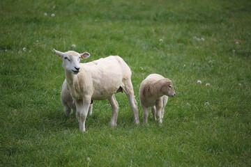 Obraz premium Livestock under the cool early spring sun in the fields of Hertfordshire in southeast england