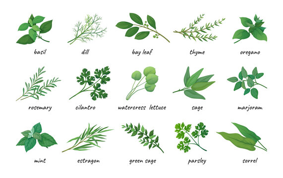 Herbal leaves icons. Aromatic plants. Thyme and rosemary. Natural parsley. Sage and mint. Medicine or cooking organic spice. Oregano and coriander. Herb stems. Vector illustration set