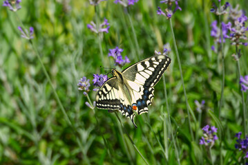 Old World Swallowtail or common yellow swallowtail (Papilio machaon) sitting on lavender in Zurich, Switzerland