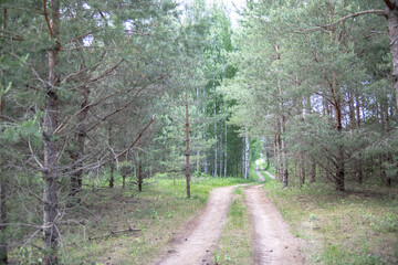 Fototapeta premium dirt road through young pine trees