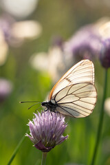 Butterfly Aporia crataegi on flowers of chives