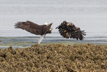 Seabeck Bald Eagles