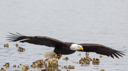 Seabeck Bald Eagles