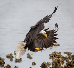 Seabeck Bald Eagles