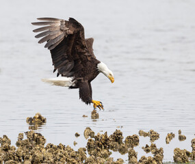 Seabeck Bald Eagles