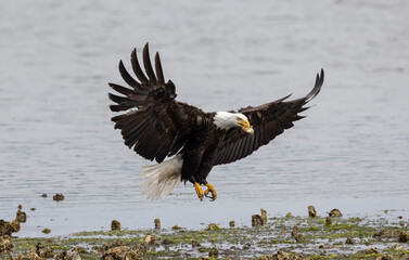 Seabeck Bald Eagles