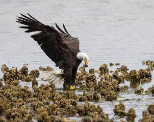 Seabeck Bald Eagles