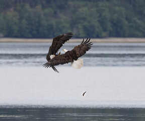 Seabeck Bald Eagles